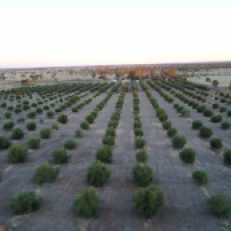 Tree Rows at Thornelands Olive Grove Roma