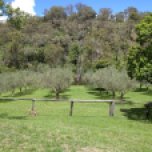 Monteverde Olives Queensland Grove