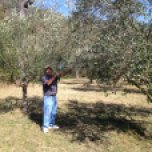 Assessing the trees at Monteverde Olives Queensland
