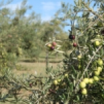Fruit on trees at Scenic Rim Olives