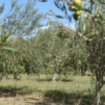 The beauty of a Queensland Olive Grove at Scenic Rim Olives