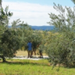Harvest time at Scenic Rim Olives