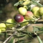 Fruit ready for picking at Scenic Rim Olives