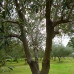 Monteverde Olives Queensland in the Grove